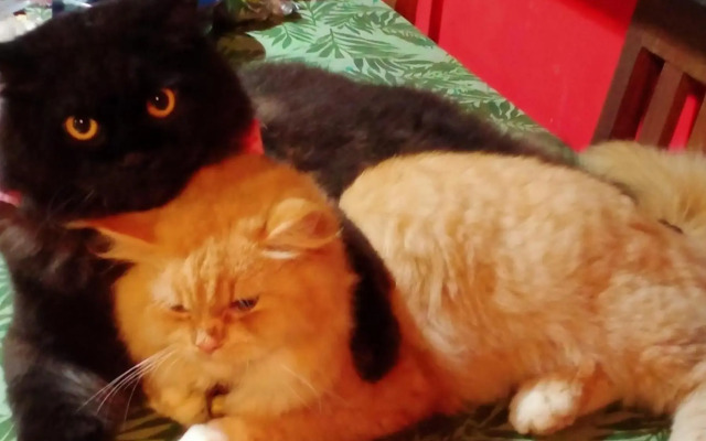 Shalana Homestay- formerly Teka Teki House