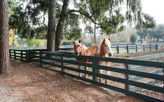 Night Heron 64 by RedAwning