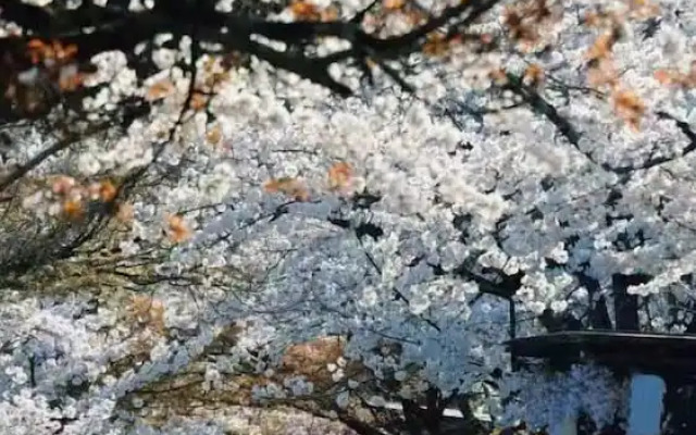 Suou Nijo Castle South