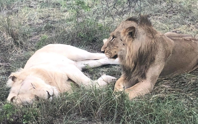 Sunset Lodge & Safaris