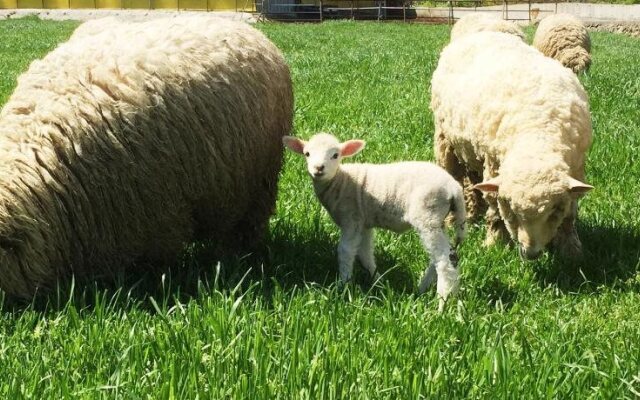 Hanudream Theme Pension