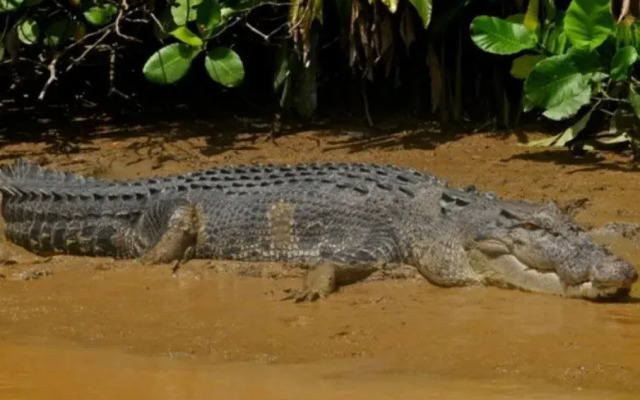 Kinabatangan Wetlands Resort