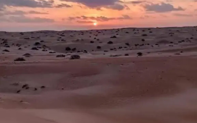 Golden Palm Oasis