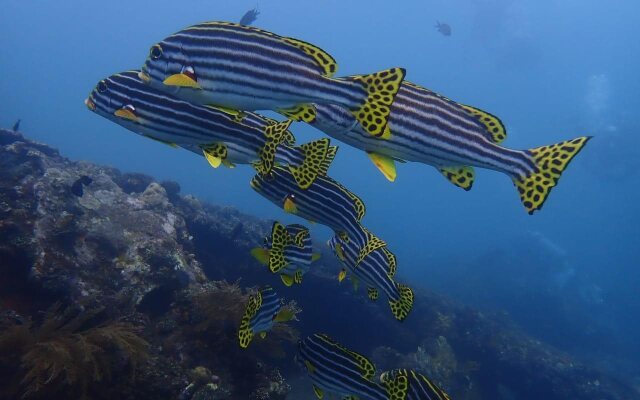 Blue Hill Dive Resort Tulamben