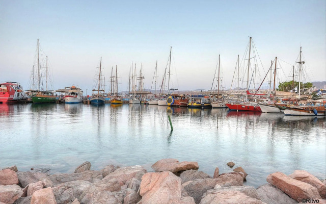 Brown Eilat