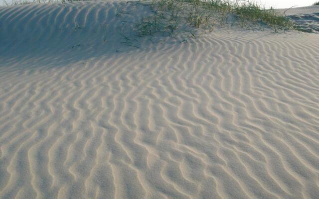 Lachmöwe - [#29741]