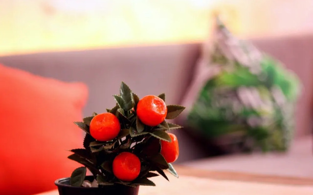 Viya Boutique Otel Alacati