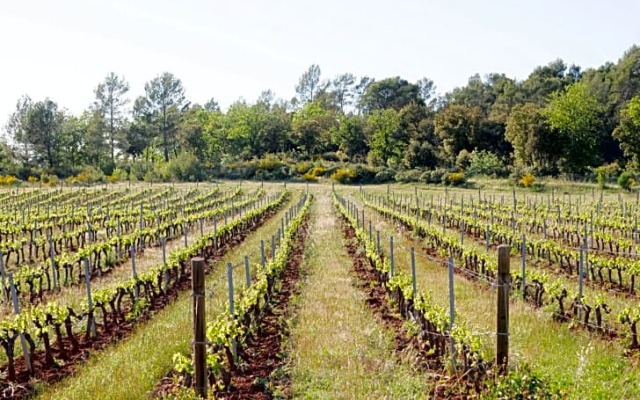 Gîte "Villa Pivoine"