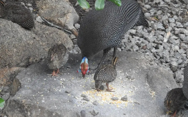Birds Babble Self Catering Guest House