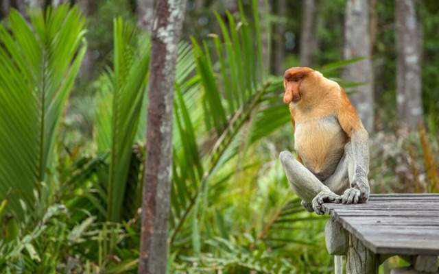 Sipadan Inn Service Apartments Semporna