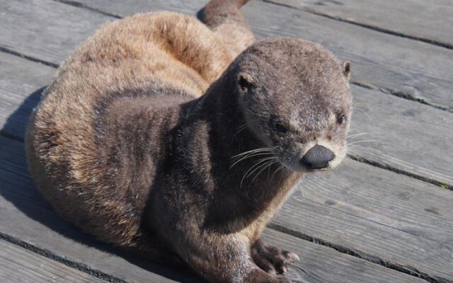 Otters Pond Bed & Breakfast
