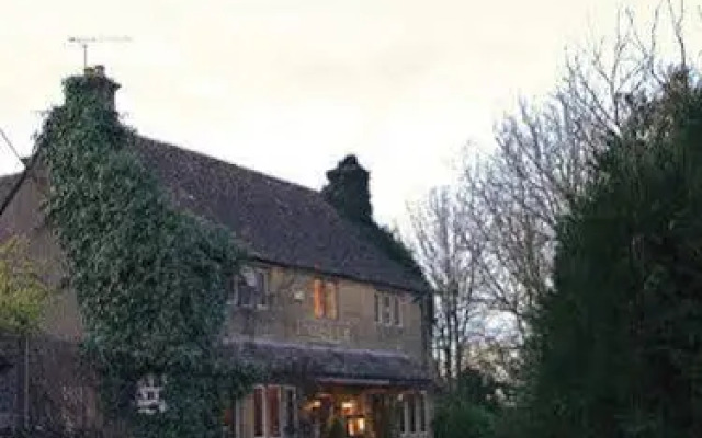 The Vines