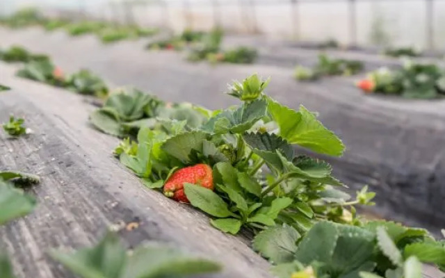 Shanghai Chongming Island Manxixuan·Yujia Homestay