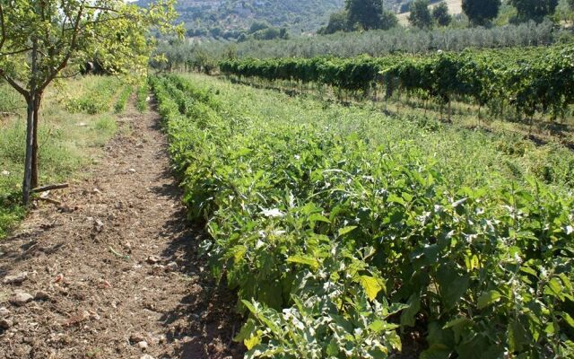 Azienda Agricola Il Bagolaro