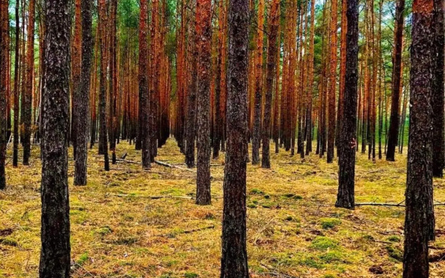 Spree-Waldhotel Cottbus