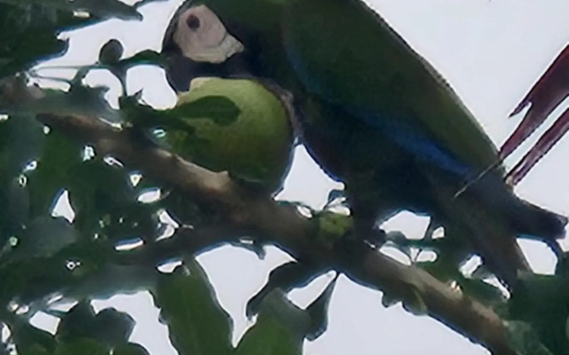 Villa Raven's Paradise (Rosado)