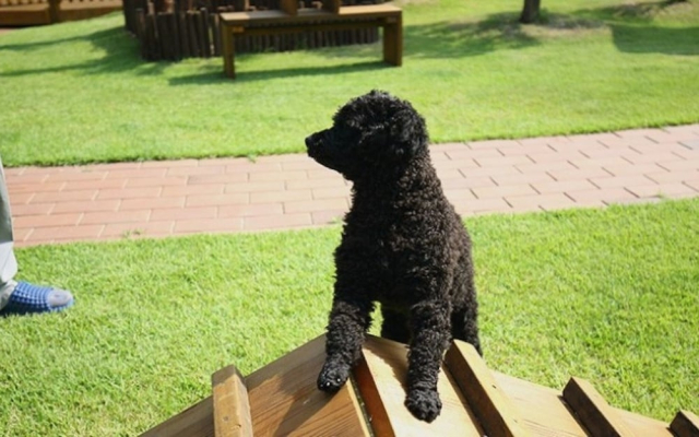 Gyeongju Novios Pets Friendly Pension