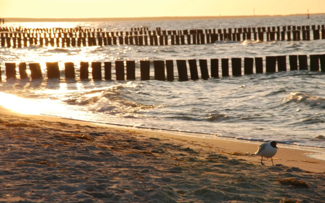 Zingst