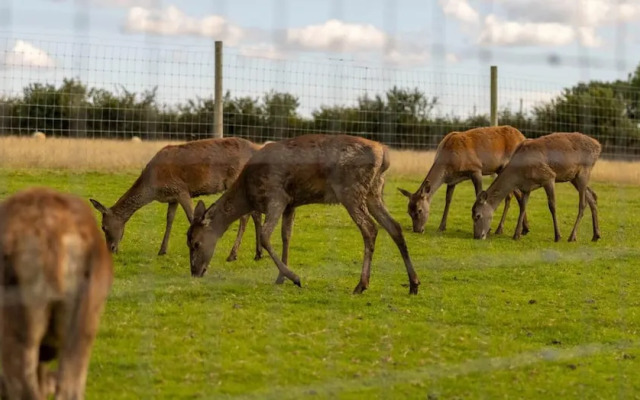 Luxury Safari Lodge Surrounded by Deer!! 'fallow'