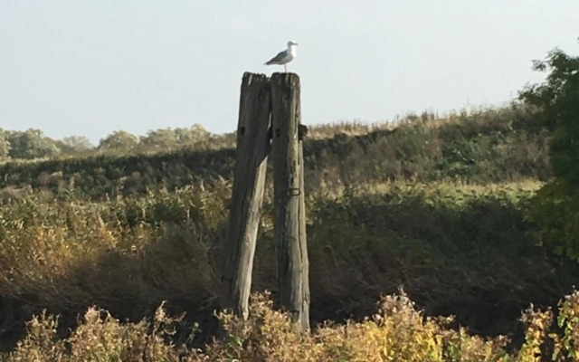 Ferienwohnung Deichapfel im Alten Land (Jork)