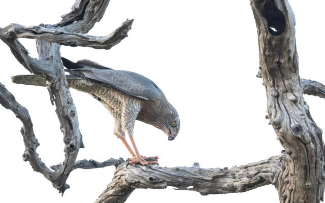 MILIMA Big 5 Safari Lodge