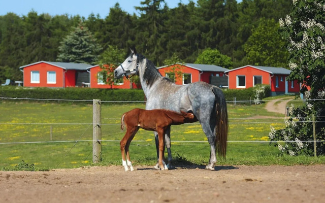 Ferienhaus am Garder See Inselblick