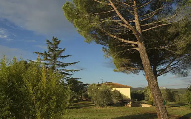 Maremmaemare