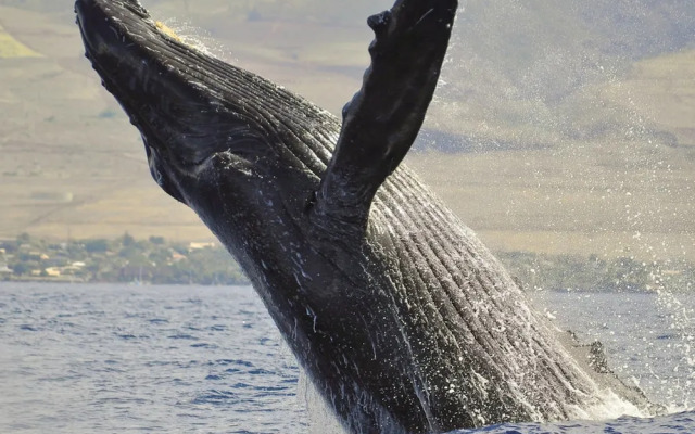 Papakea A108 in Lahaina