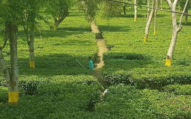 Homestay By the Tea Garden Dibrugarh