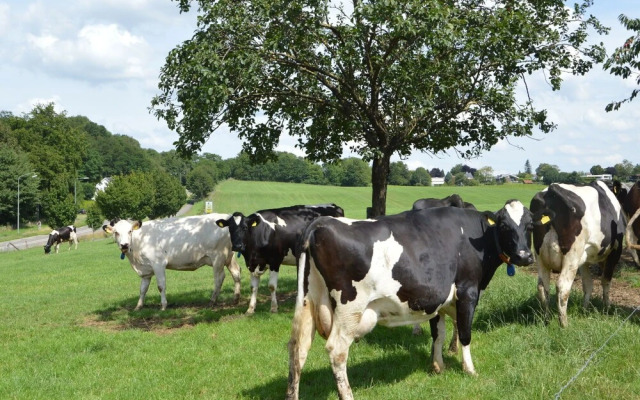 Modern Apartment Near Town Center in Klimmen