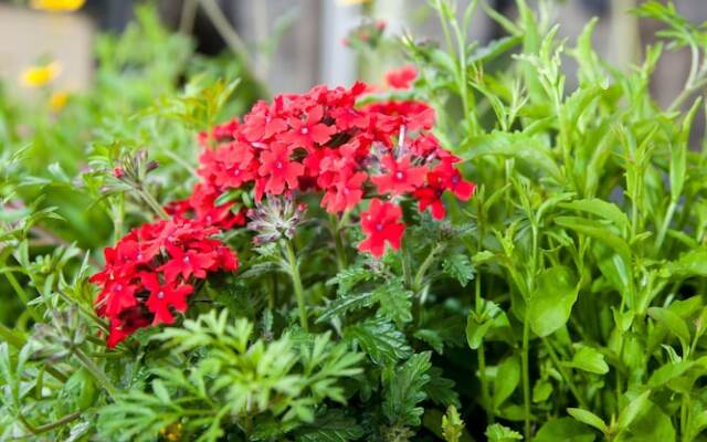 Richmond House Hotel