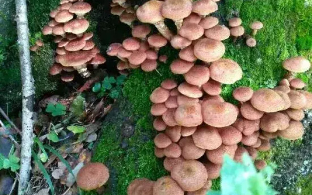 Xuexiang Erlanghe Liuzhengfang Family Hotel