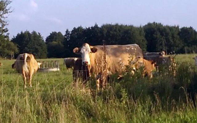 Ferienhaus Michel in Vorland