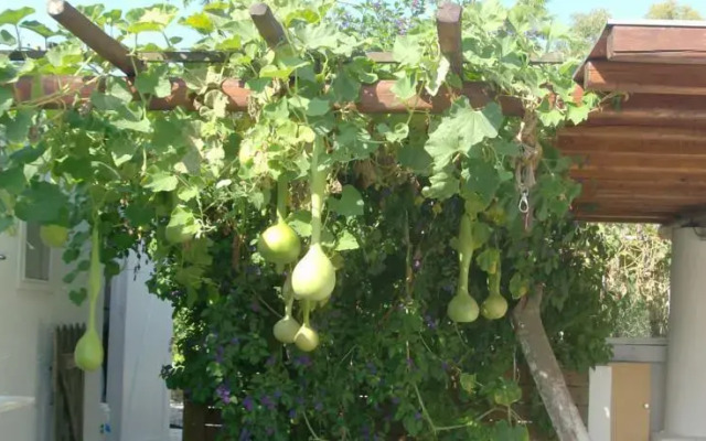 Olive Yard