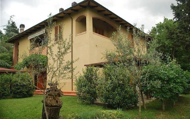 Ulivo in Maltraverso