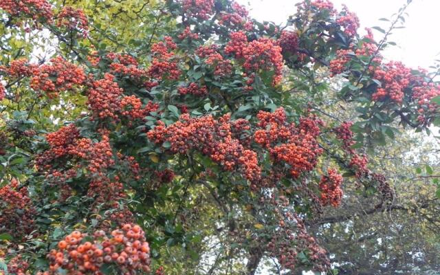 Mariensztat - 2 Swans