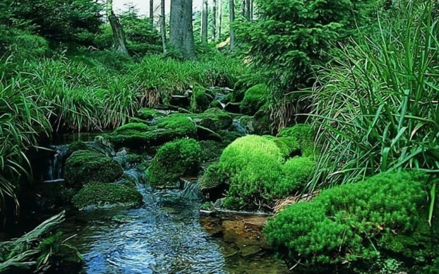 Hotel Schwarzwaldhof