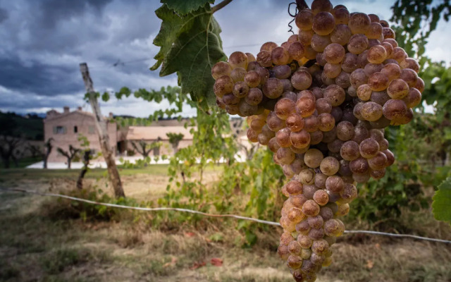 Foresteria Filodivino Wine Resort & SPA