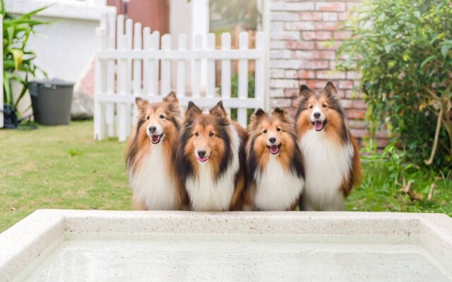 Pet Taitung Homeabout