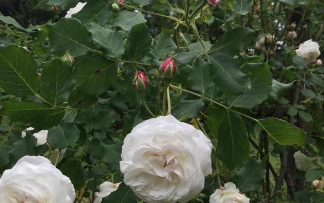 Le dimore de Il borgo del balsamico