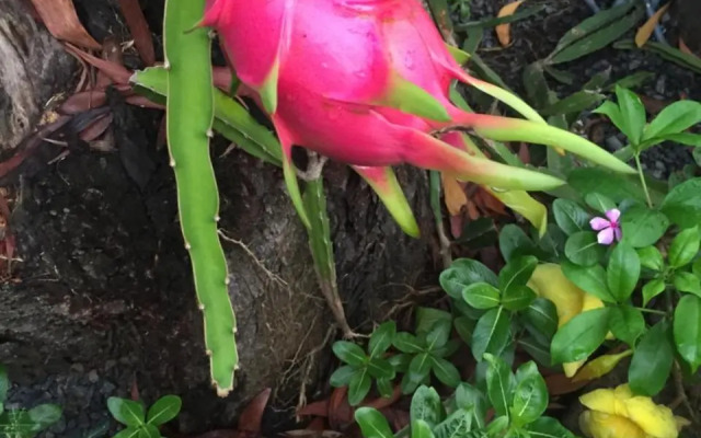 Rim Than View Resort