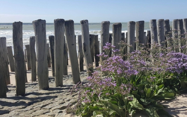 Pleasant Apartment in Breskens With Balconies