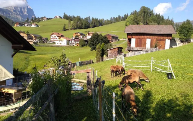 Belodei