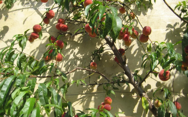 Kerteminde-ferielejlighed