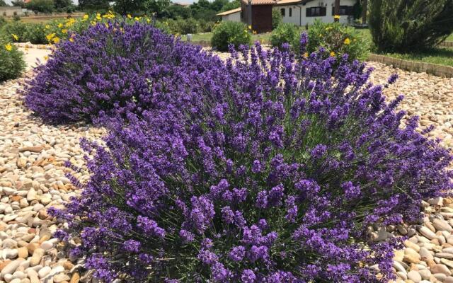 La Collina delle Fonti