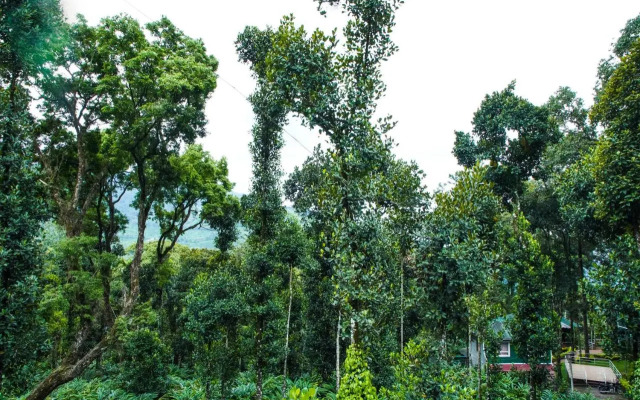 Tree Blanche Munnar