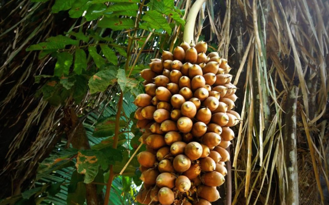 Villa Hermosa de Tambopata Casa Hospedaje & Hostel