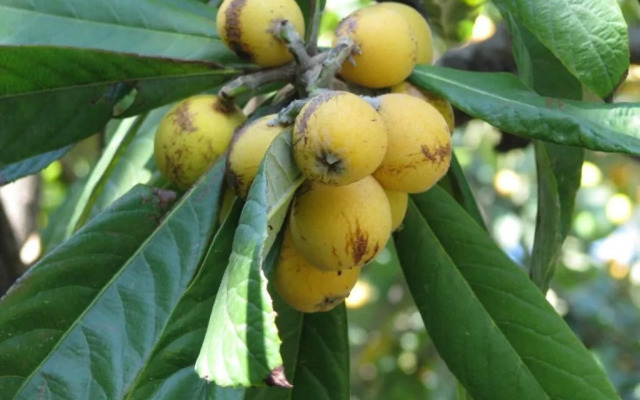 Yildiz Pension Bungalows