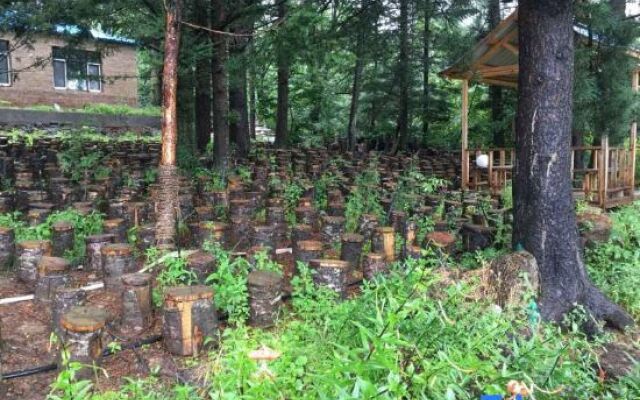Changbai Mountain Forest Park Baiwei Guosongcun Farm House