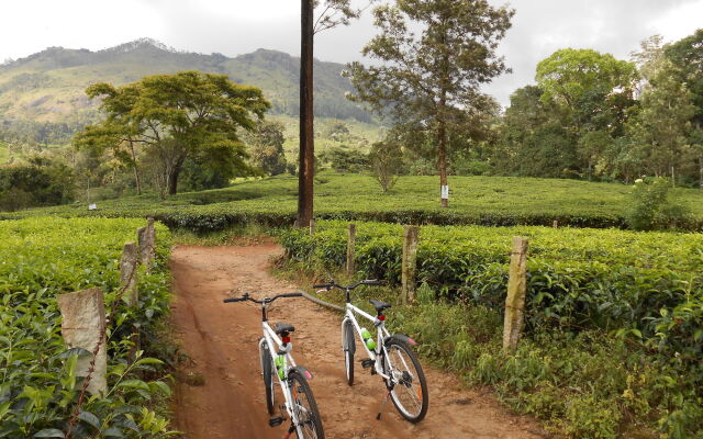 Tea Harvester Munnar